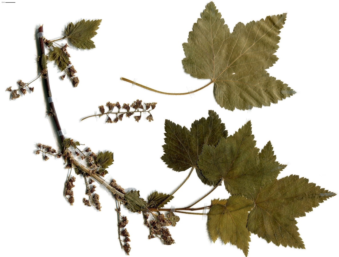 Ribes petraeum (Grossulariaceae)